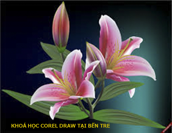 Khóa học Corel Draw tại Bến Tre